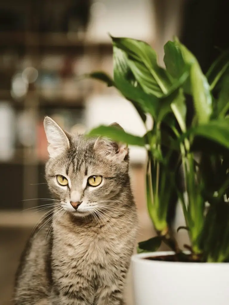 peace lily and cat