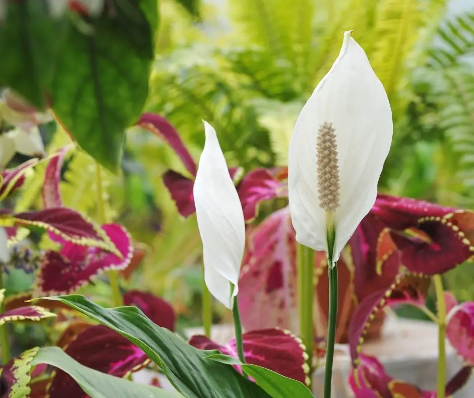 peace lily outside