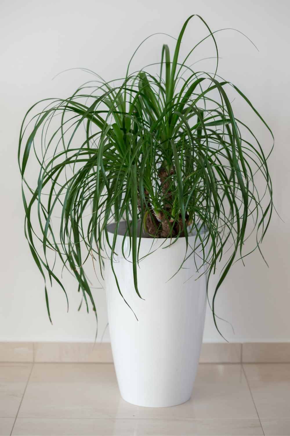 ponytail palm