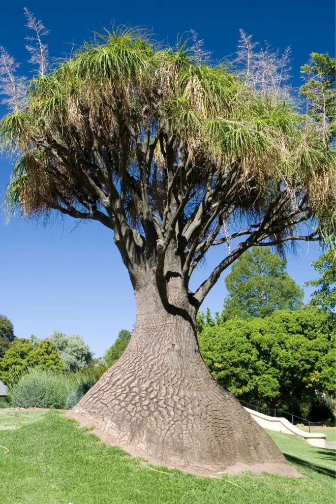 PonyTail Palm Care Guide and Profile: - The Contented Plant