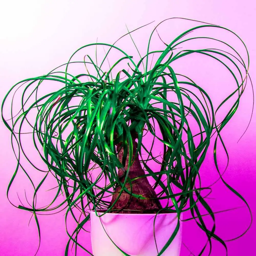 ponytail palm