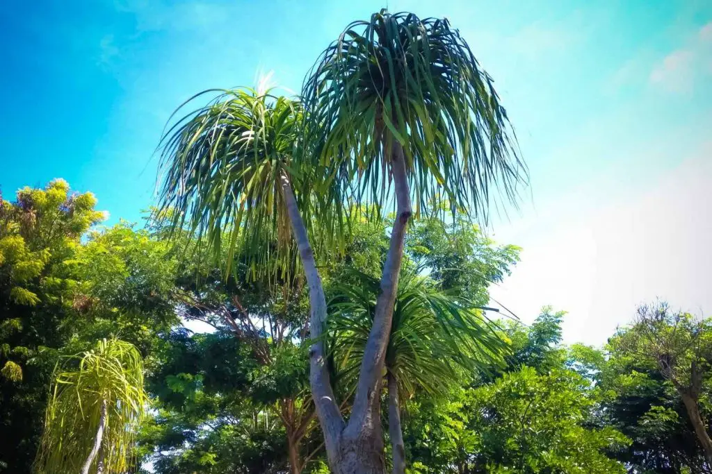 ponytail palm outdoors