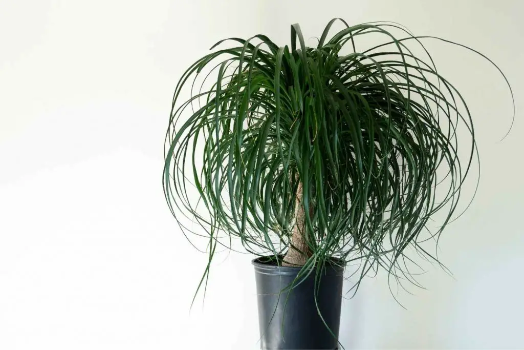 ponytail palm