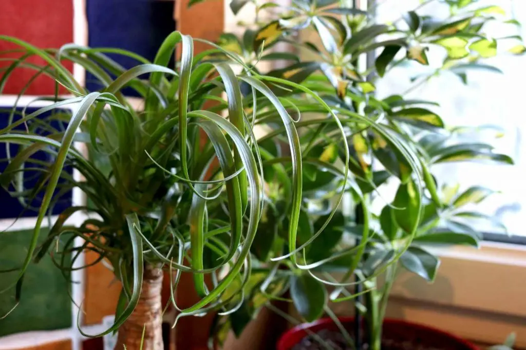 ponytail palm