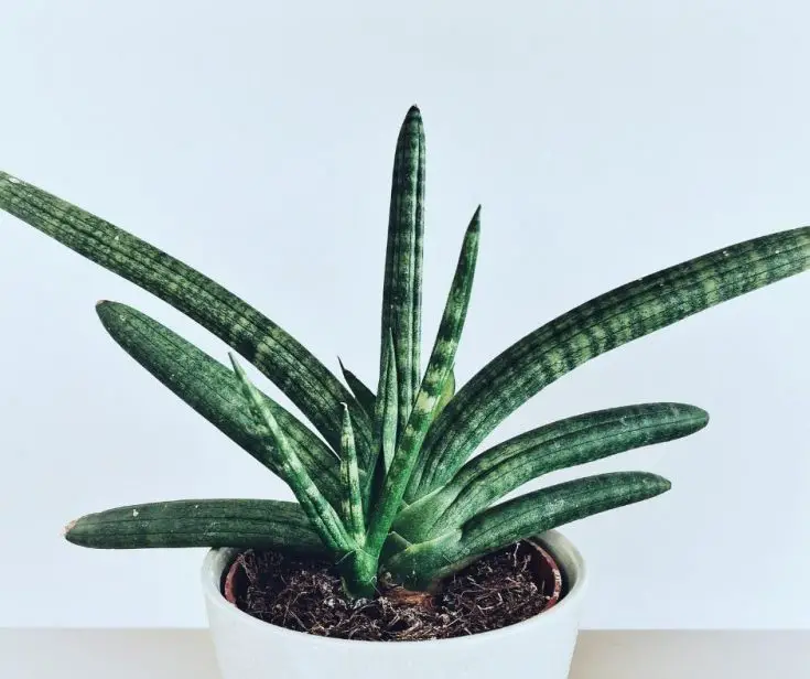 Snake Plant Watering Guide The Contented Plant