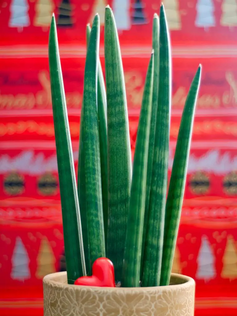 sansevieria cylindrica