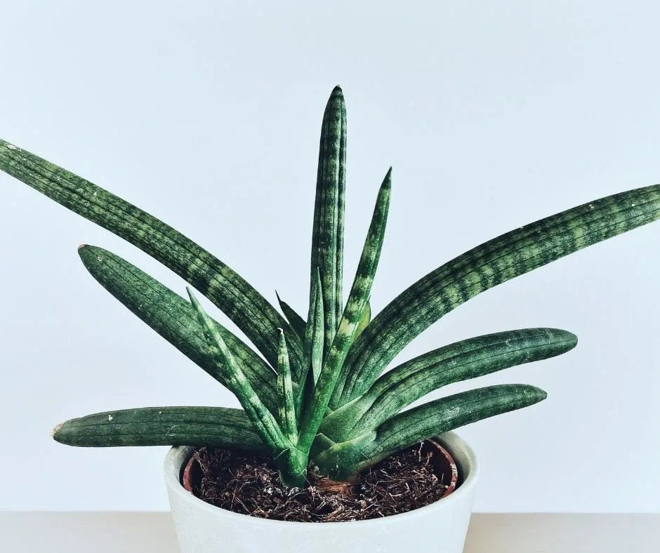 sanseveria Cylindrica