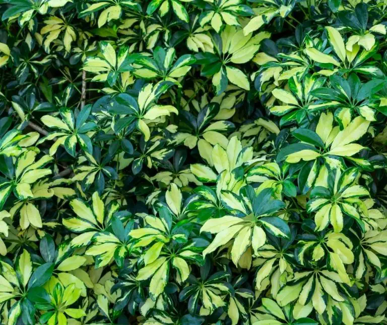 Variegated Umbrella Tree Plant Care Guide The Contented Plant
