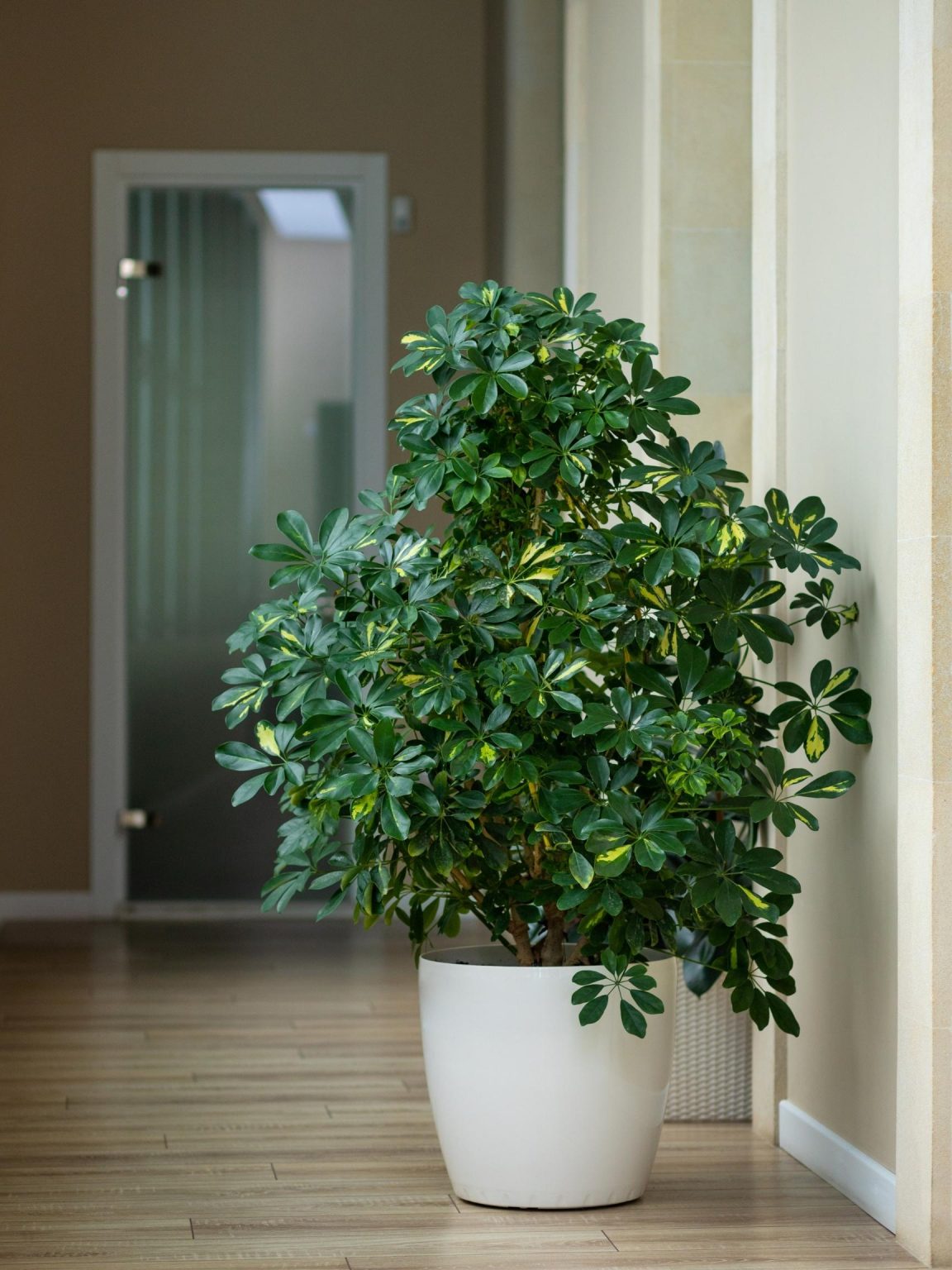 Variegated Umbrella Tree Plant Care Guide The Contented Plant