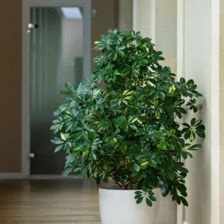 large umbrella tree plant in pot