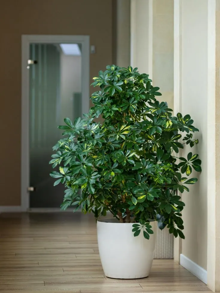 large umbrella tree plant in pot