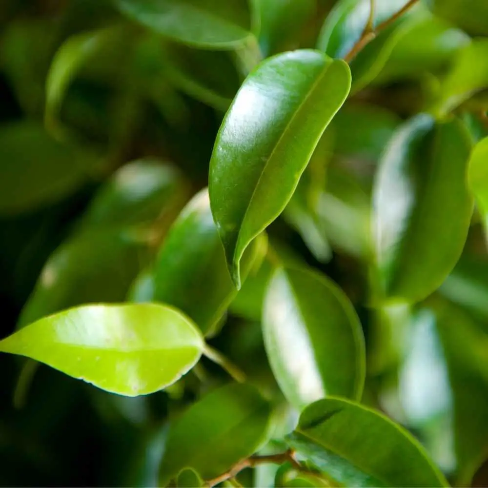 ficus benjamina leaf detail