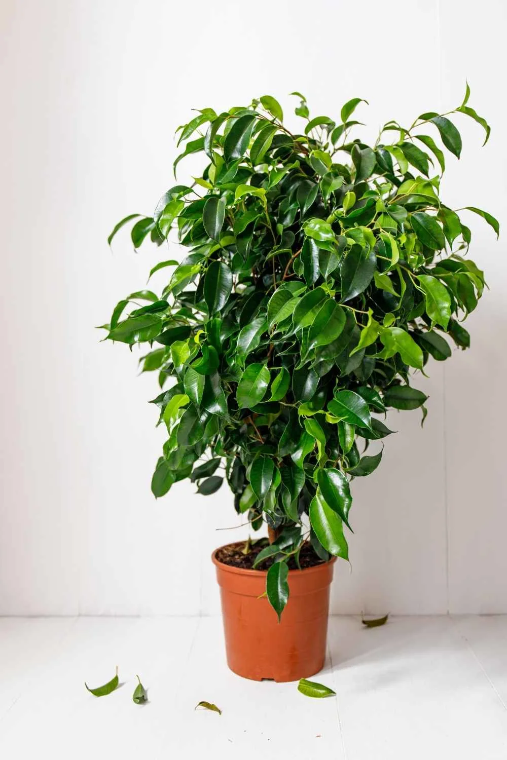 ficus benjamina (weeping fig) - the contented plant