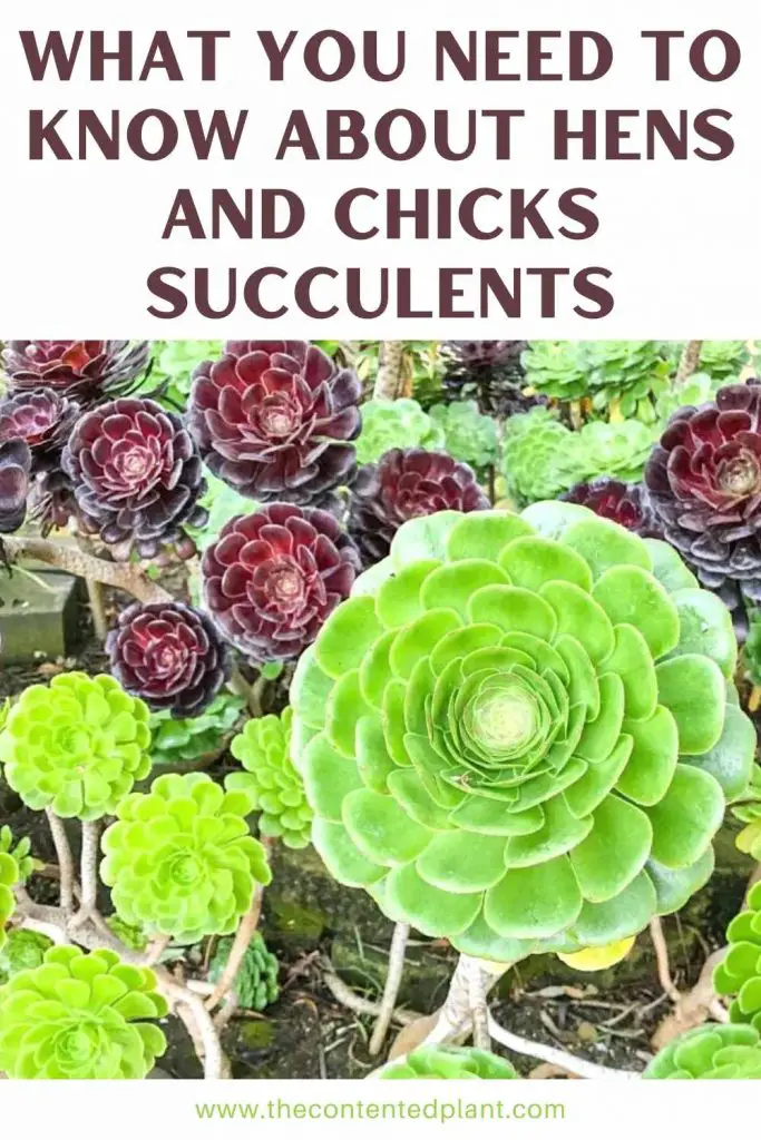 What you need to know about hens and chicks succulents-pin image