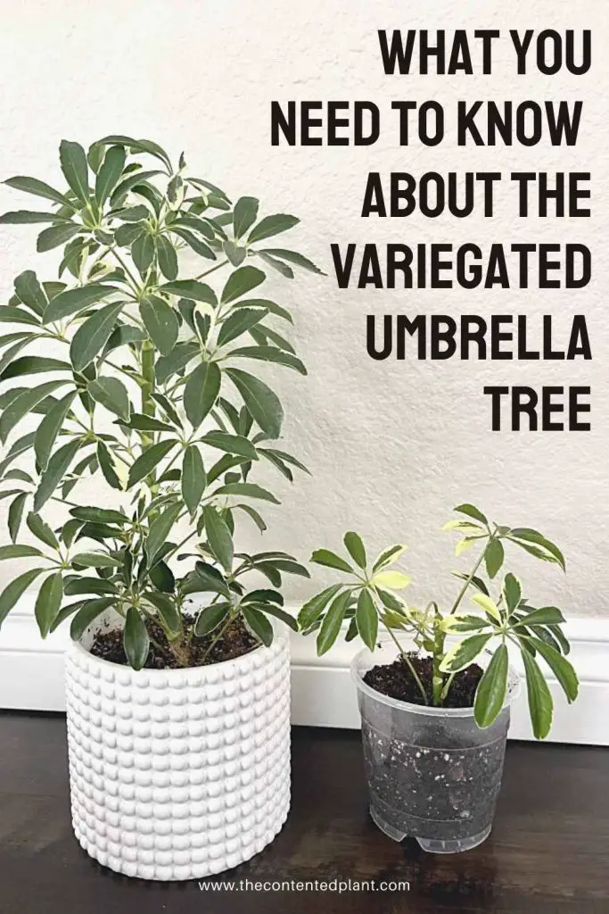 What you need to know about the variegated umbrella tree-pin image