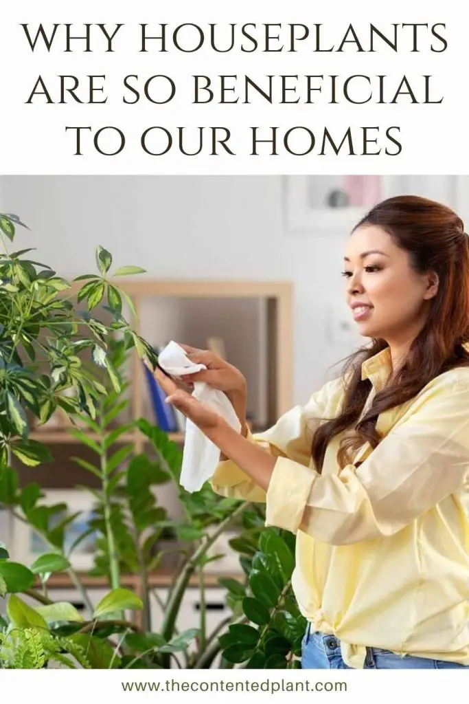 why houseplants are so beneficial to our homes-pin image