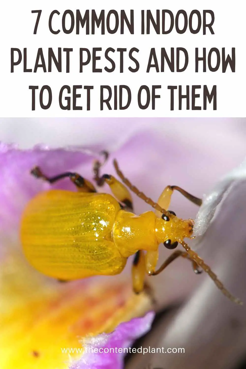 7 common indoor plant pests and how to get rid of them -pin image