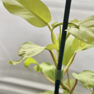 philodendron golden