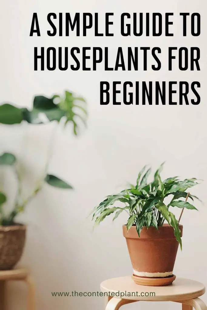 a simple guide to houseplants for beginners-pin image
