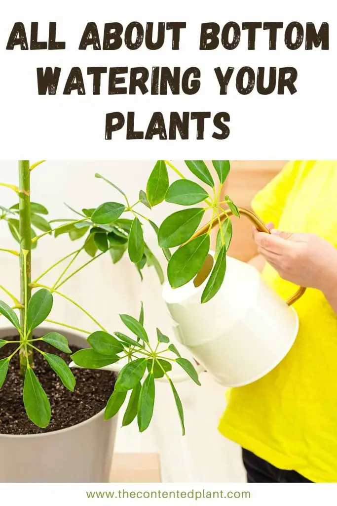 all about bottom watering your plants-pin image