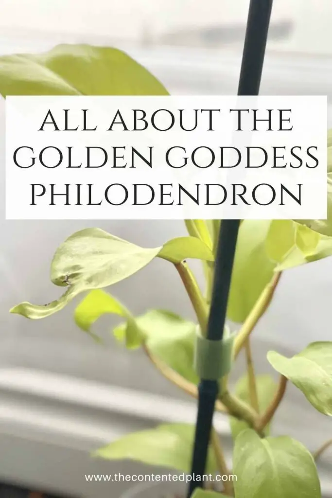 all about the golden goddess philodendron-pin image