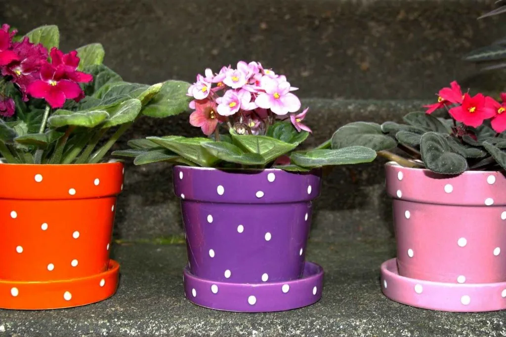 African violets in pots with drainage plates
