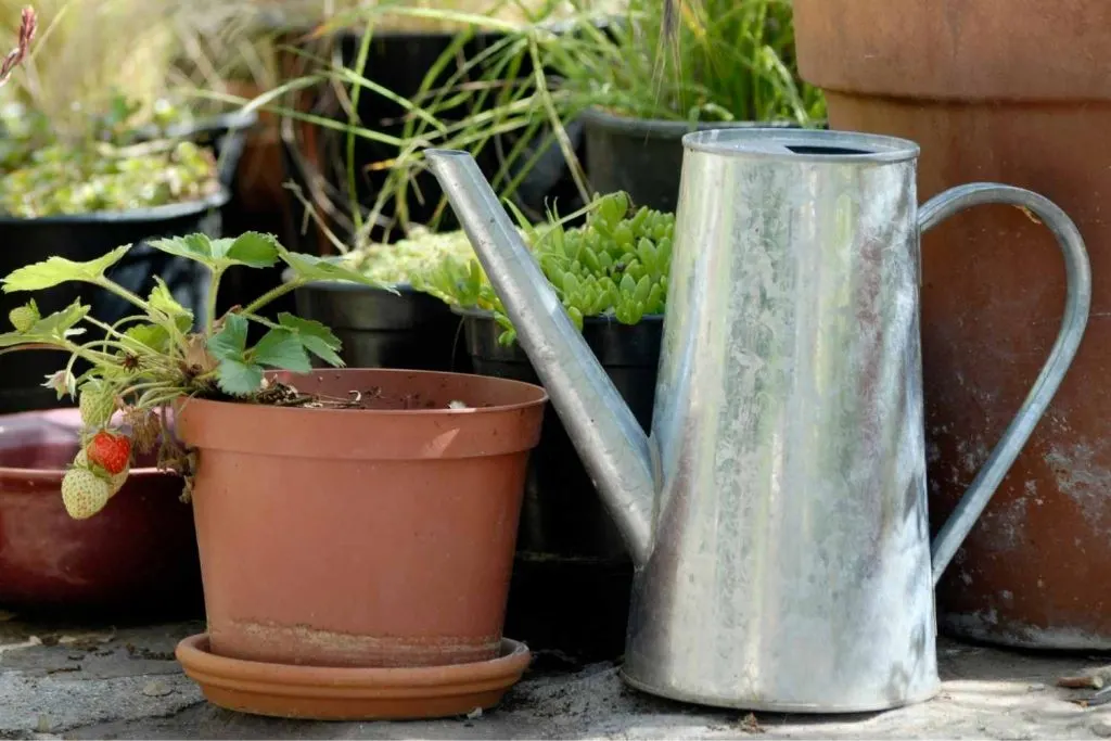 waterer with pots
