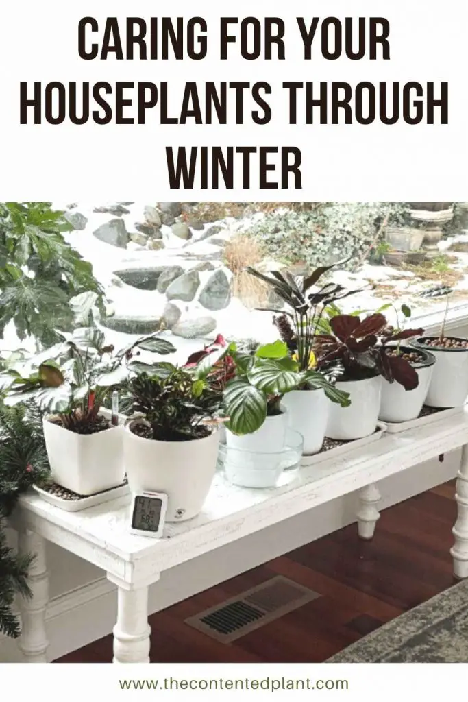 Caring for your houseplants through winter-pin image