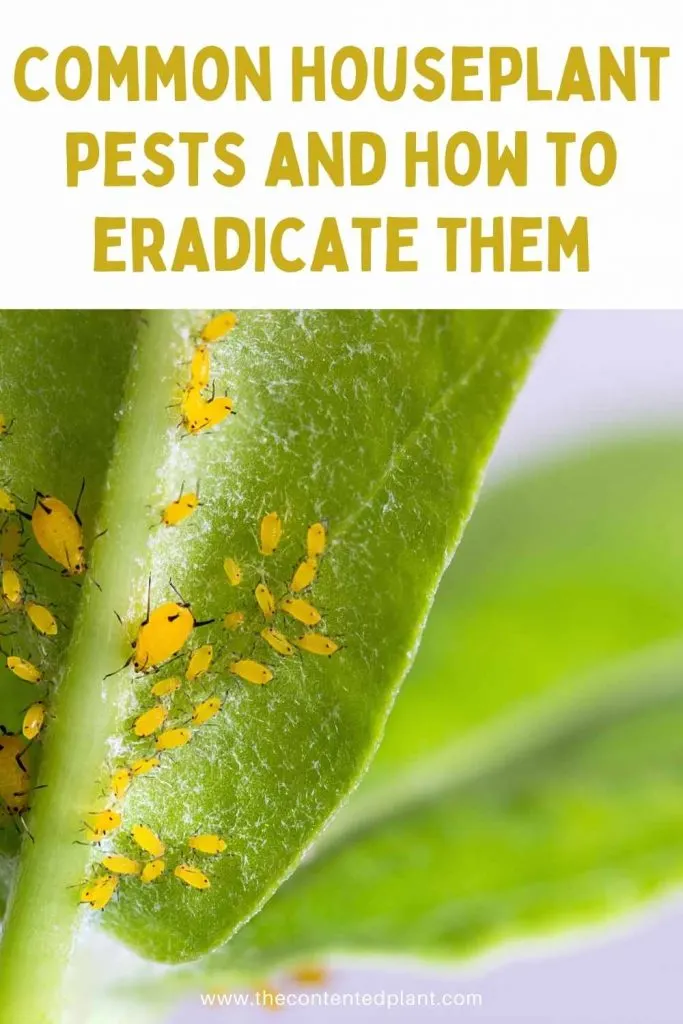 common houseplant pests and how to eradicate them-pin image
