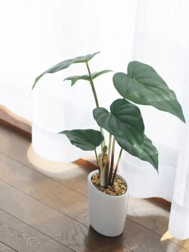 Why houseplants in your home are beneficial