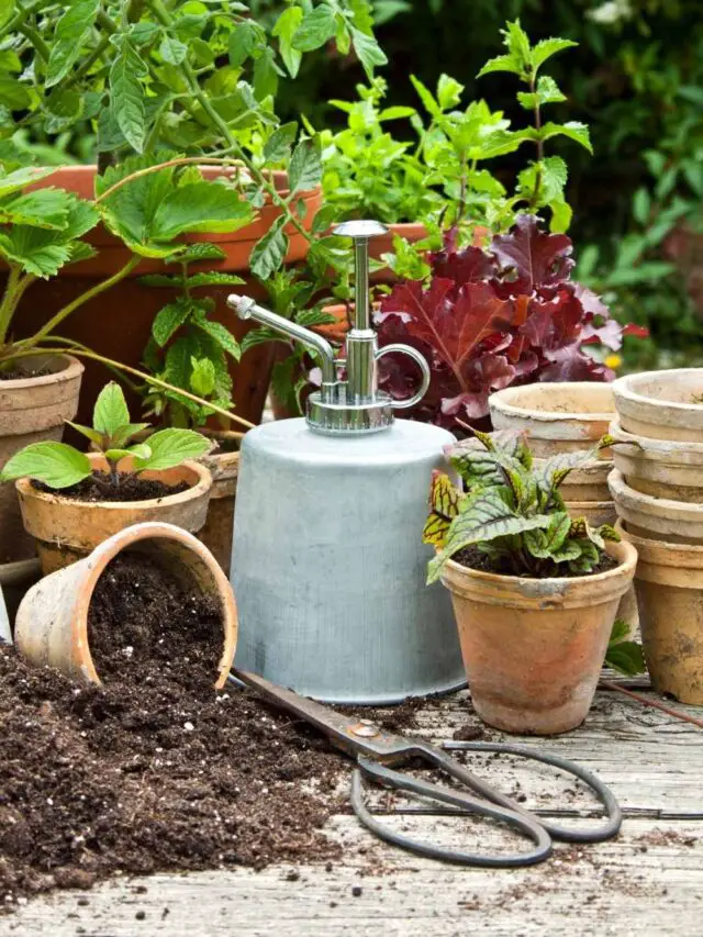 Learn all about bottom watering benefits and methods The Contented Plant