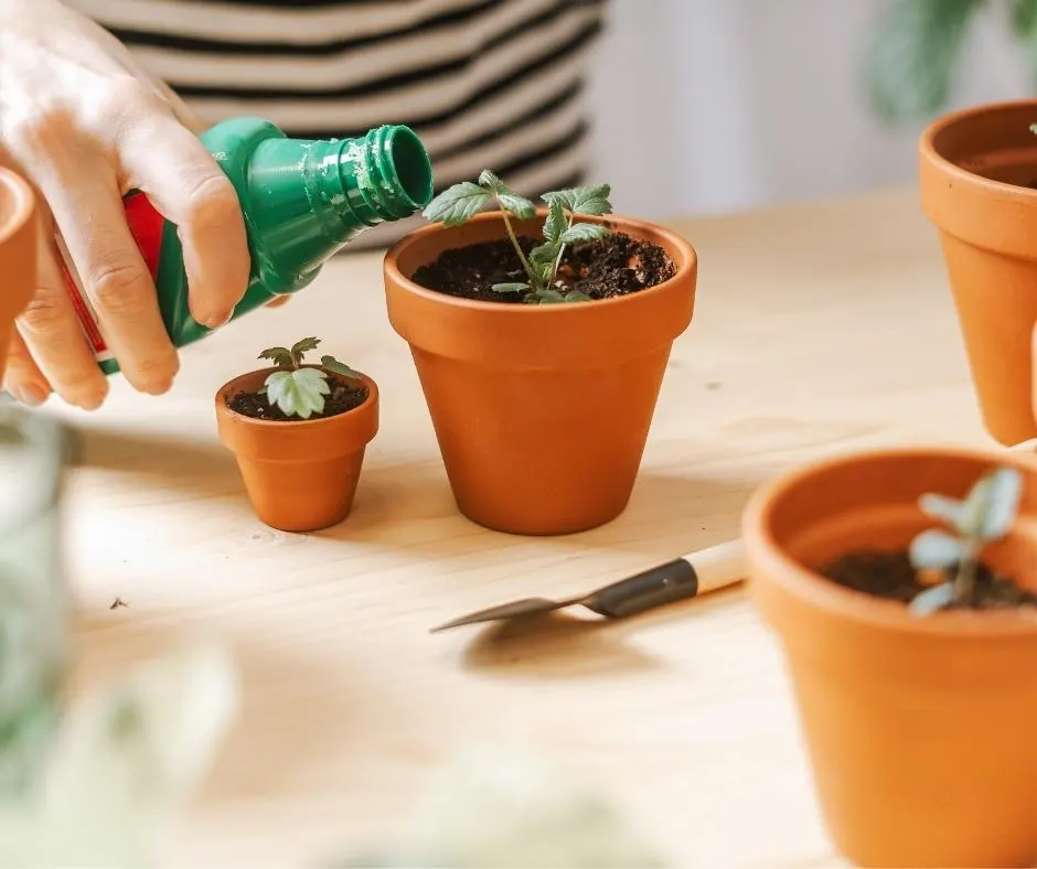 fertilizing a houseplant