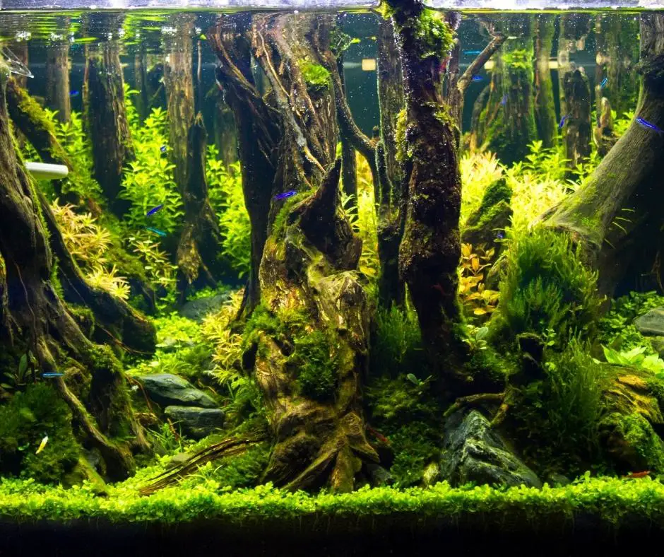 plants in fish tank for fertilizer