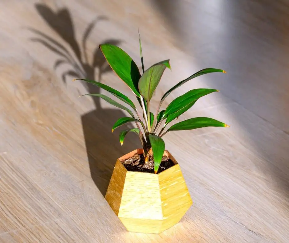 houseplant in sunlight