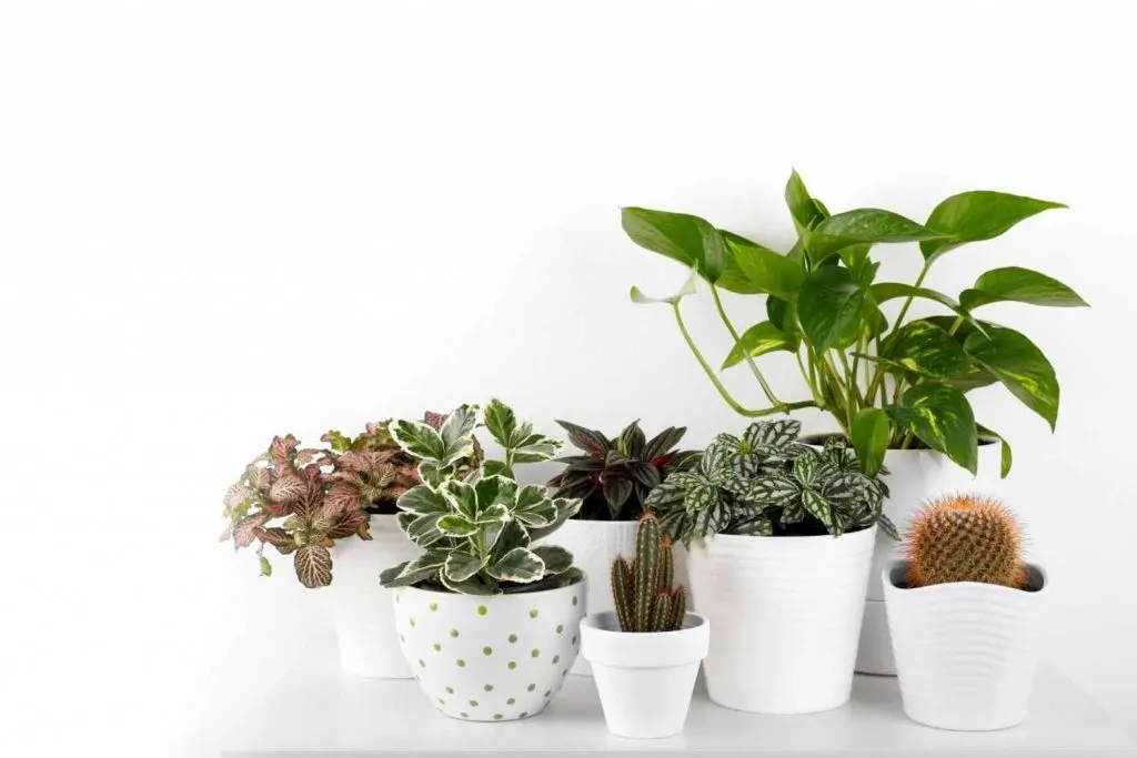 houseplants