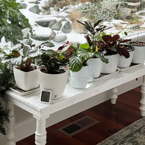 Houseplant care set up- winter months