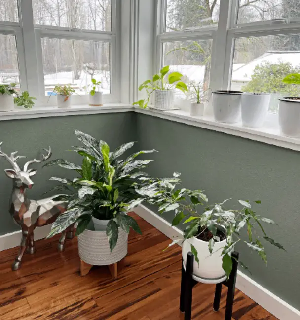 Houseplant Winter care guide