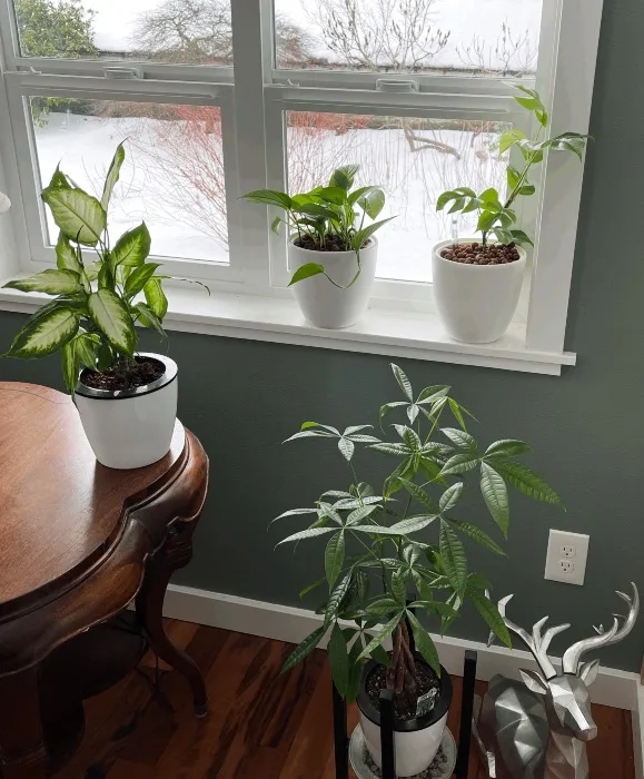 houseplants in winter