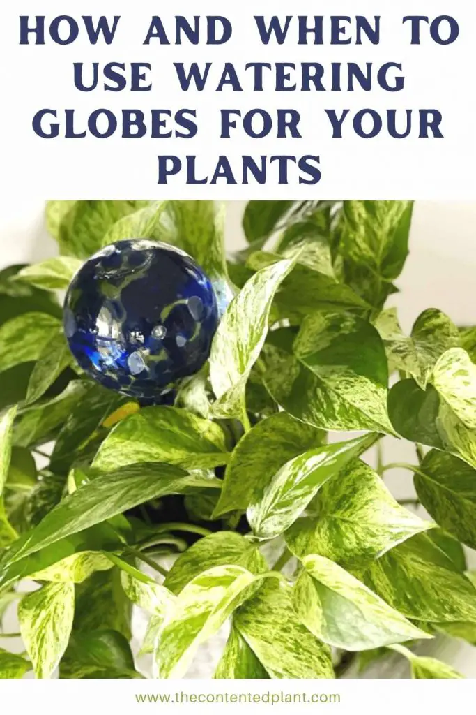how and when to use watering globes for your plants-pin image
