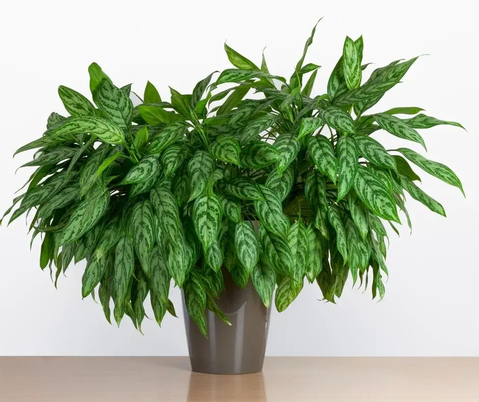 large chinese evergreen plant