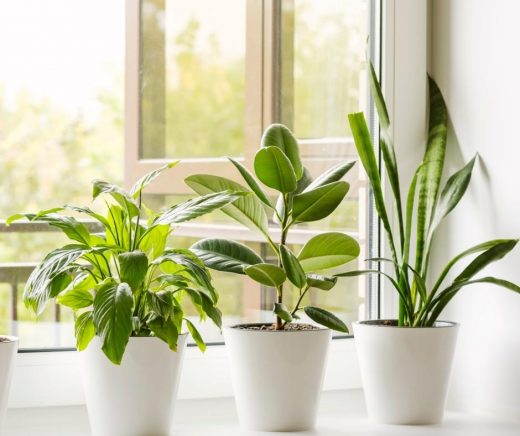 Choosing the best light for your houseplants - The Contented Plant