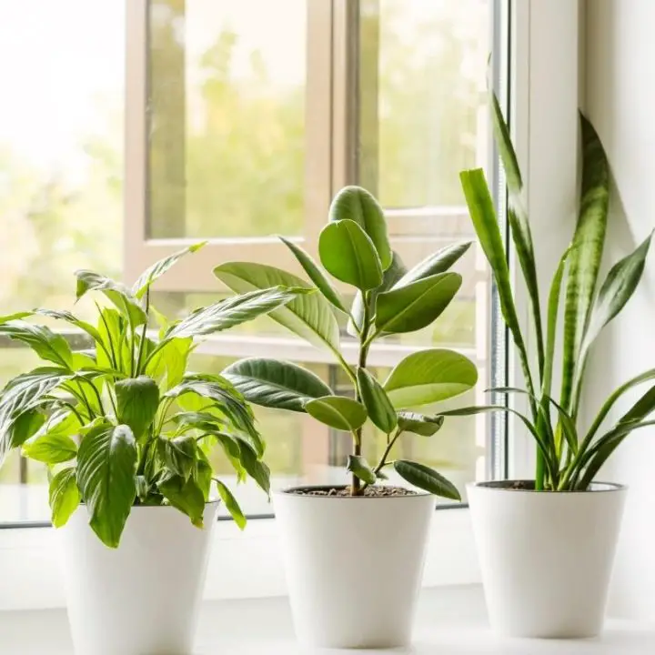 Snake Plant Watering Guide - The Contented Plant