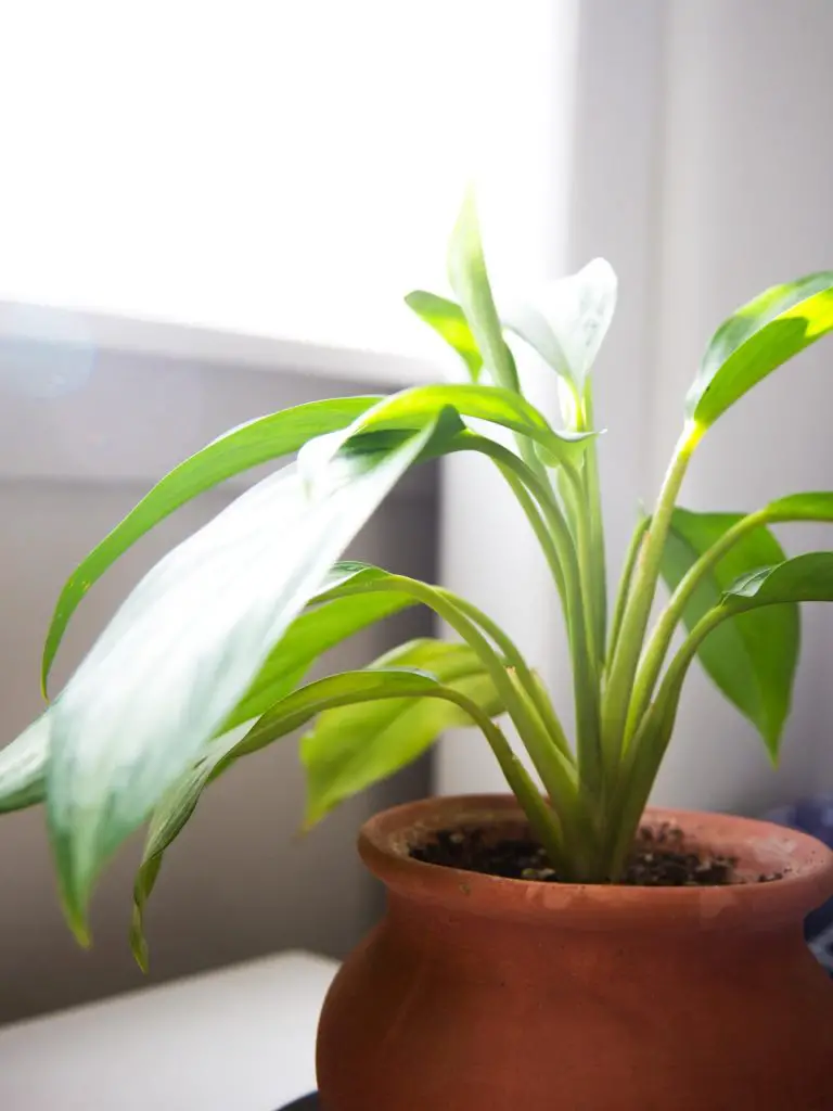 bright lighting and plants