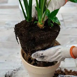 soil needs-how to repot a plant