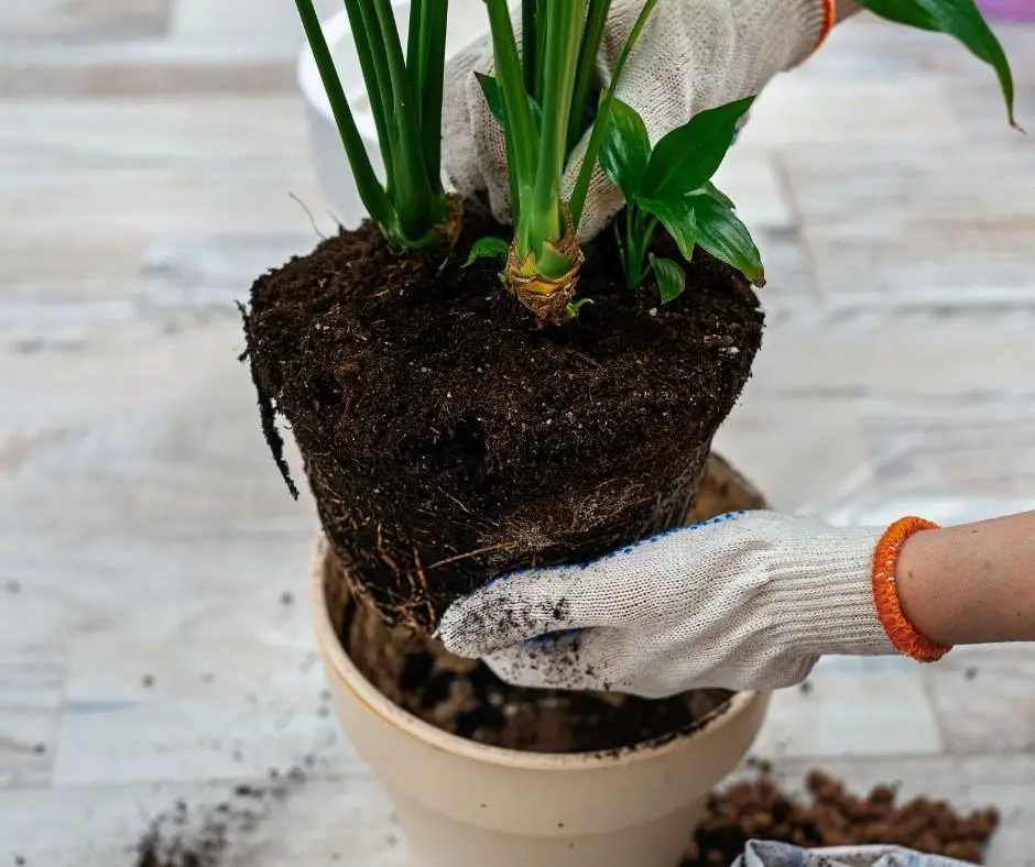 checking soil needs is a big part of houseplant care