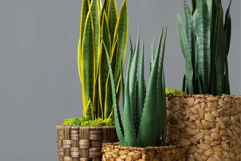 snake plant varieties