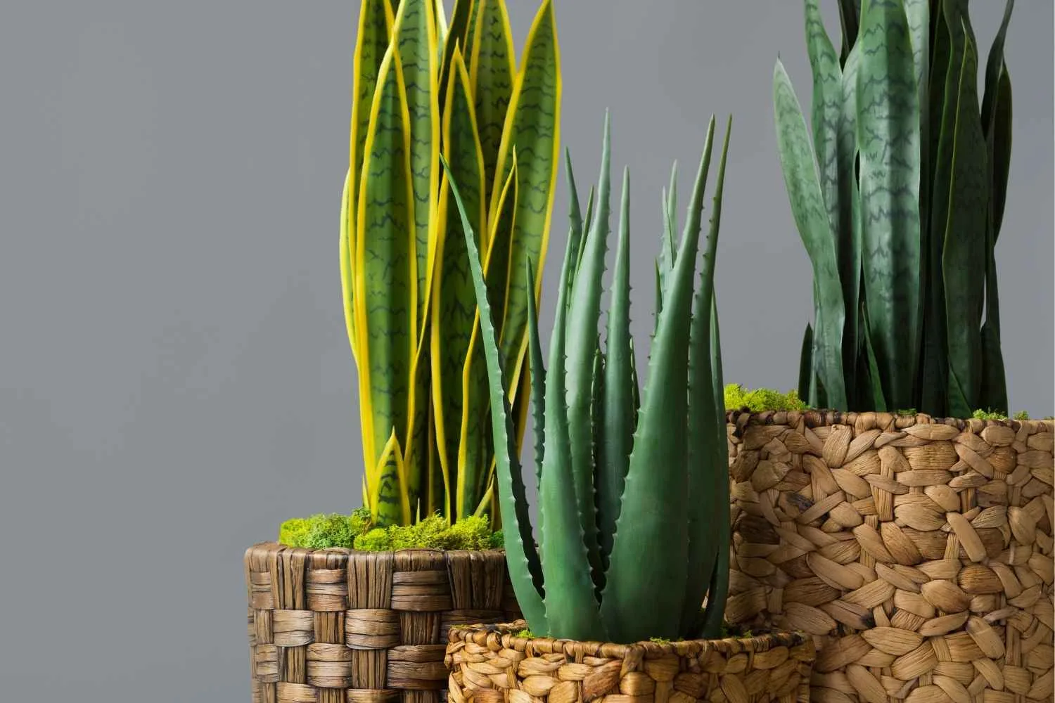 snake plant varieties