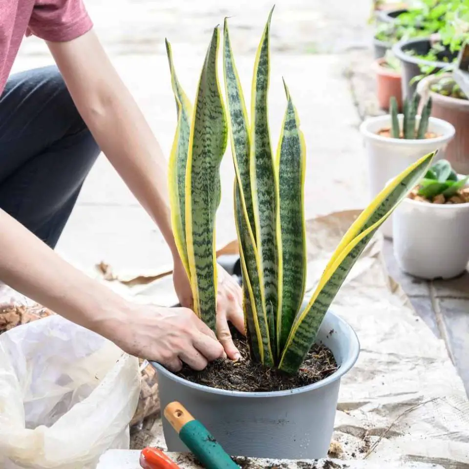 Snake Plant Watering Guide The Contented Plant