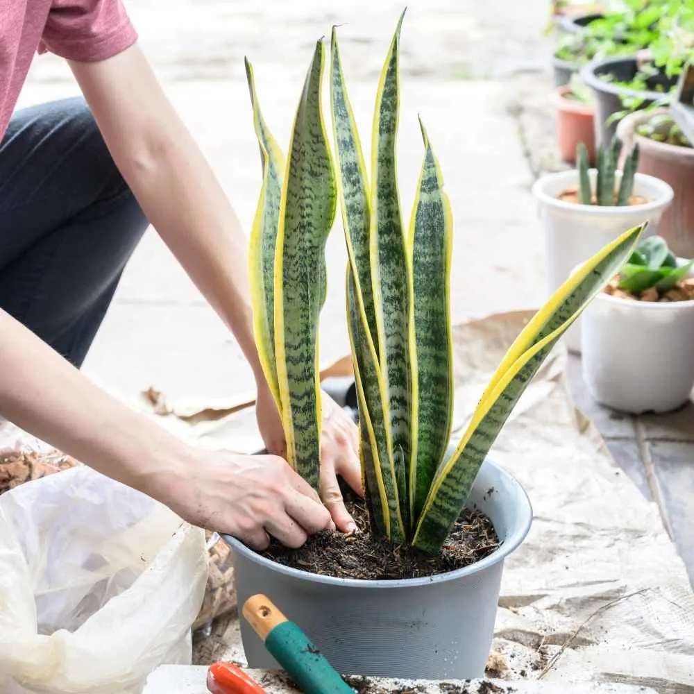 planting a snake plant