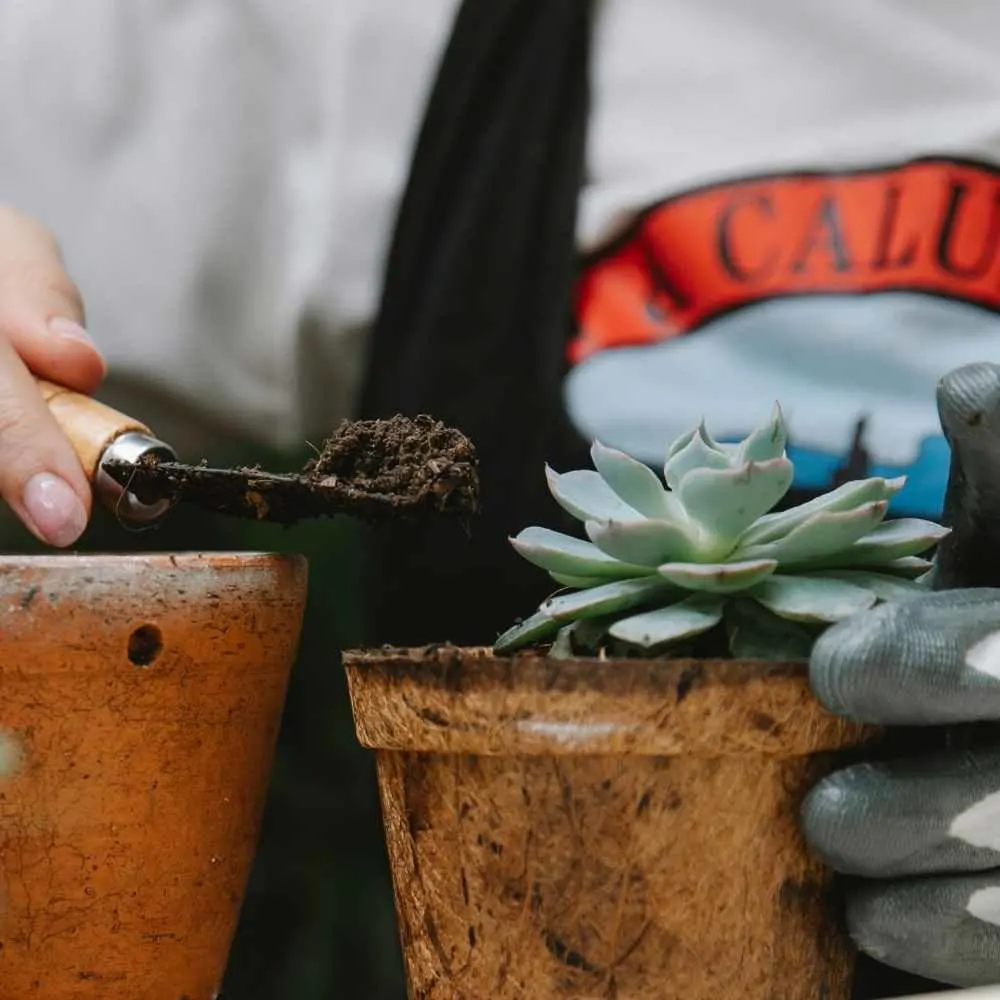 succulent soil mix